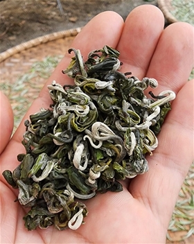 Lục Trà Shan Tuyết Vị Xuyên Hà Giang